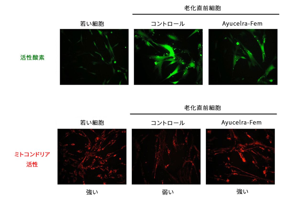 老化細胞の活性酸素消去とミトコンドリア機能の活性化