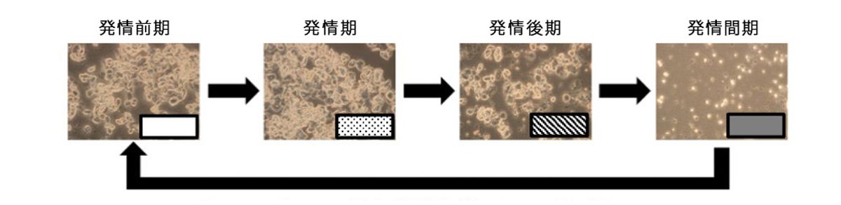 高齢雌マウスにおける性機能回復試験