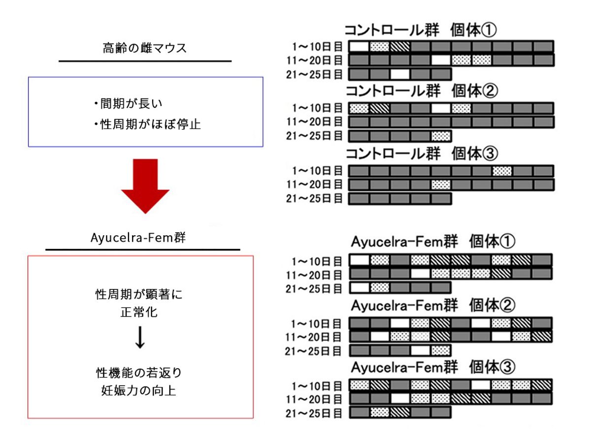 高齢雌マウスにおける性機能回復試験
