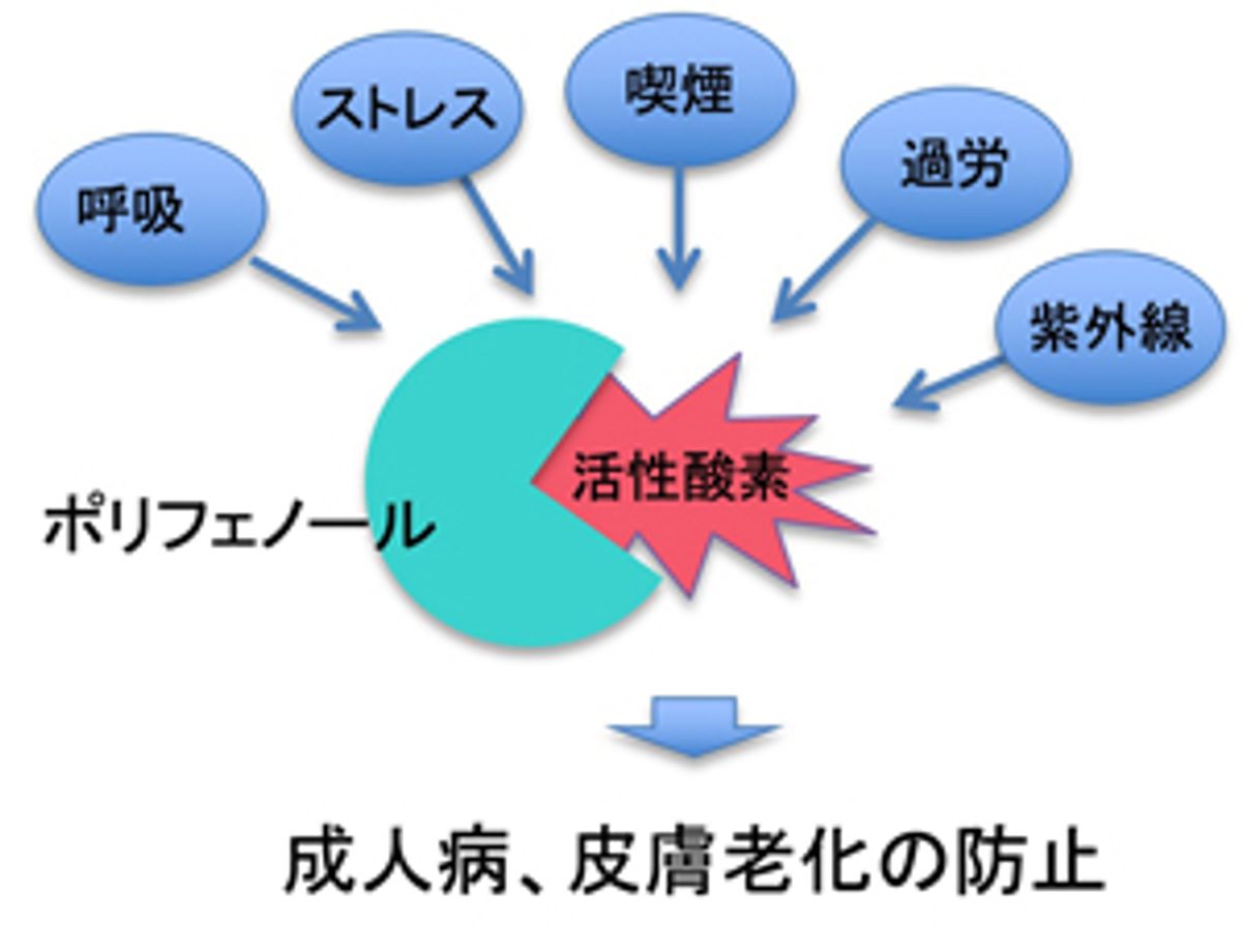 研究データ図版
