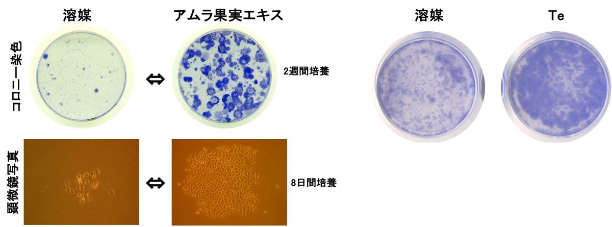 表皮角化細胞の活性化
