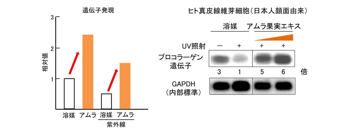 コラーゲンを作る遺伝子の活性化