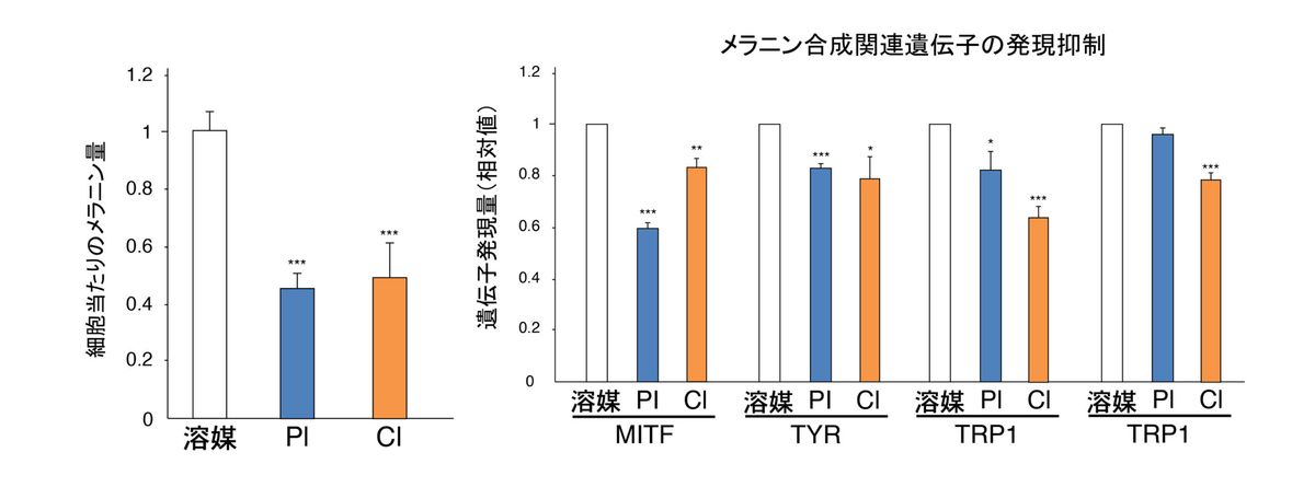 メラニン合成の抑制