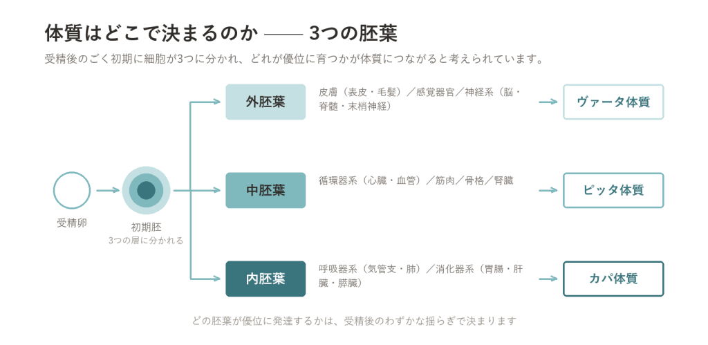 体質はどこで決まるのか—2つの手がかり