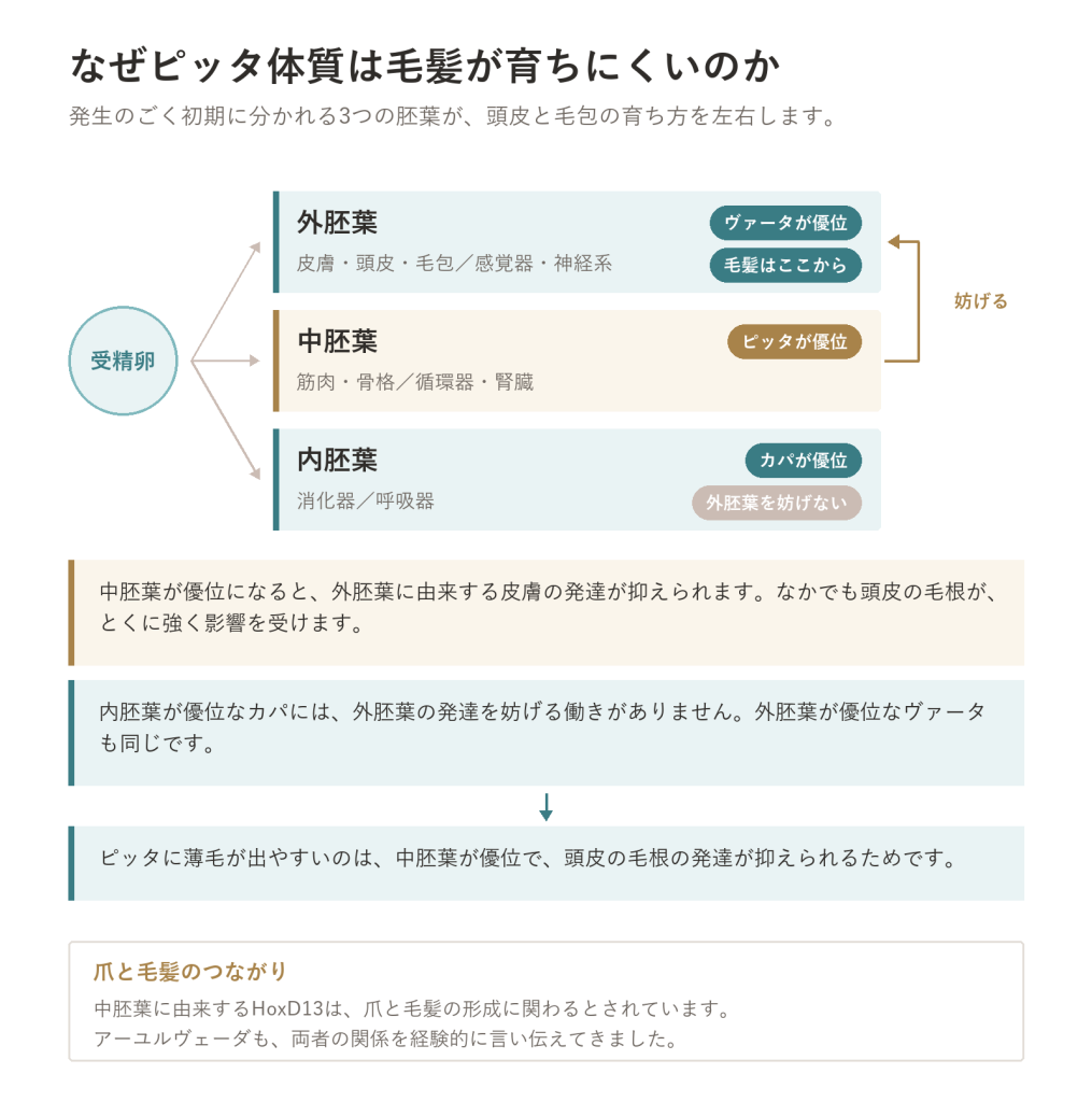 体質がいちばん表に出る場所—毛髪