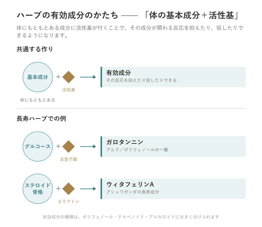 ハーブ—植物の成分は、なぜ体に届くのか